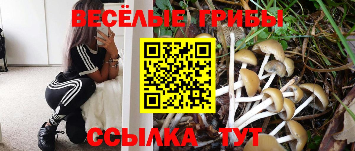 Кизилюрт  Псилоцибиновые грибы MAGIC MUSHROOMS  Вход с VPN 
